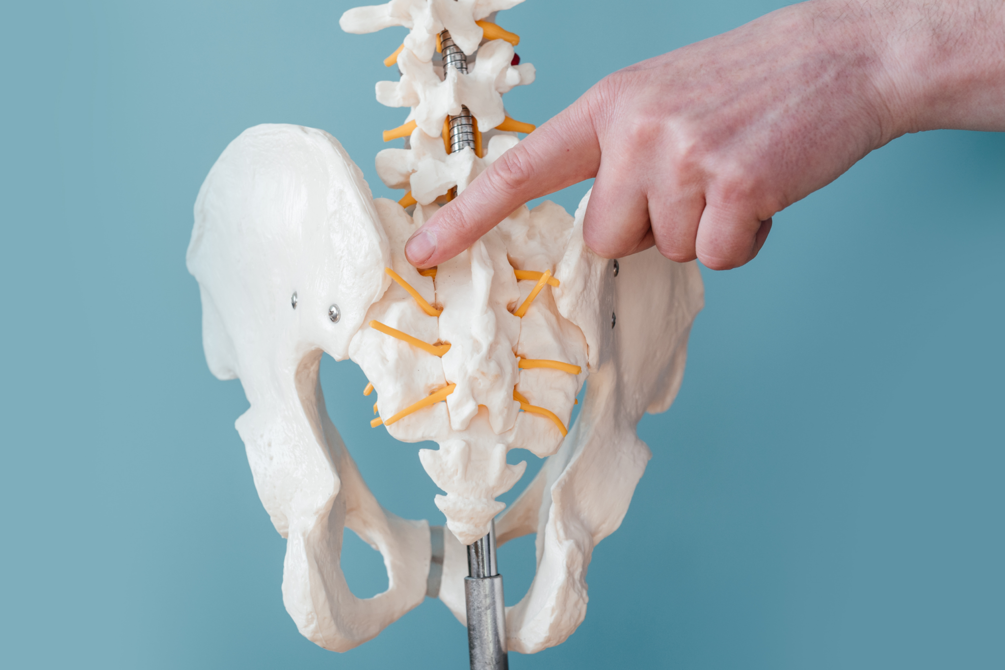 A hand is holding a model of the spine.